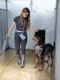 Courettes extérieures des Chiens